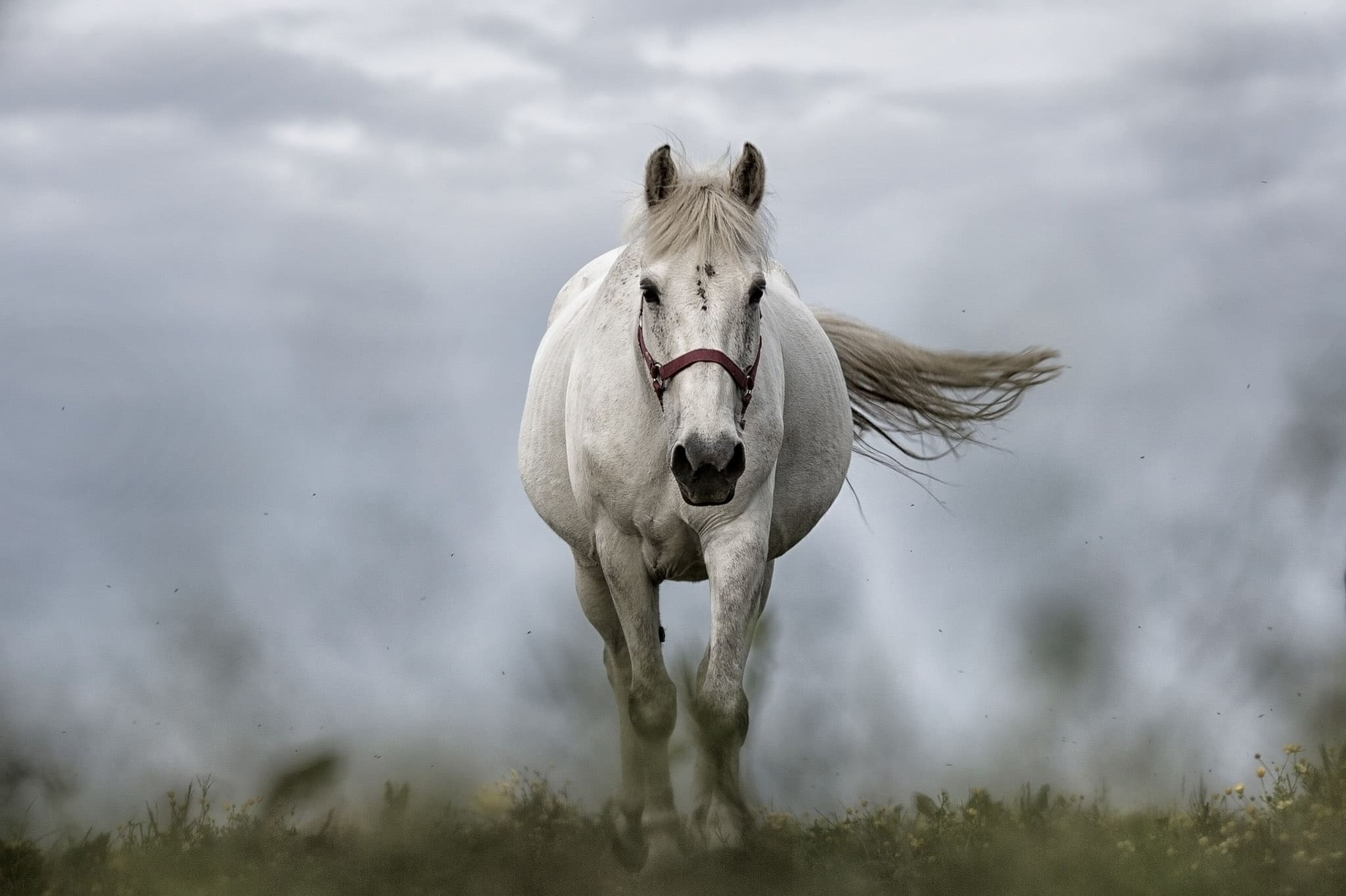 Pferde Fotoshooting buchen